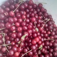 میوه آلبالو