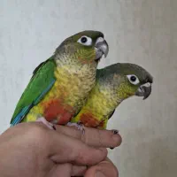 طوطی گرینچیک فول دستی و سخنگو