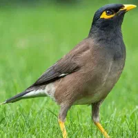 مرغ مینا فول سخنگو رام