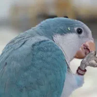 پرنده سالم ،پرورش اصولی