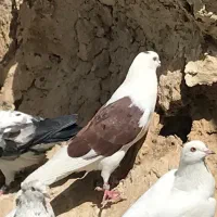 کودکبوتر
