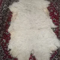 پوست گوسفند