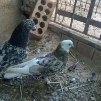 سور پلنگ سور
