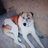سگ نگهبان انبار دار