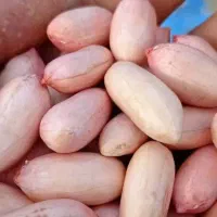 ۲۰۰کیلو بذر بادام زمینی آماده برای کاشت