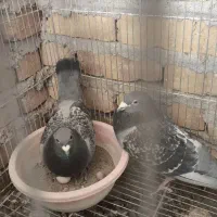 کبتر مسافتی درجه یک جستونی