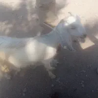 کهر ماده