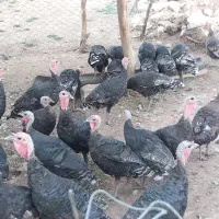 بوقلمون