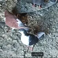 ۷تا خروس محلی جوان