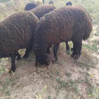 بره ماده|حیوانات مزرعه|نیشابور, چاه بلند|دیوار