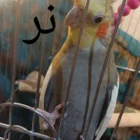 عروس هلندی|پرنده|جیرفت, |دیوار