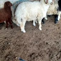 گاو و گوساله|حیوانات مزرعه|اهواز, الهائی|دیوار