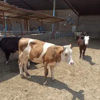 گوساله ماده سمینتال اصیل نژاددار