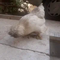 فروش مرغ سلطان تخم گذار