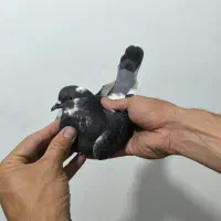 کبوتر پرشی