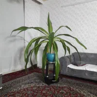 گل سوسن عنکبوتی(کرینوم)بزرگ و شاداب