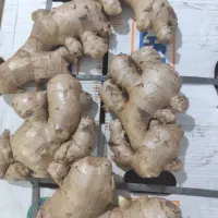 زنجبیل تازه بار روز