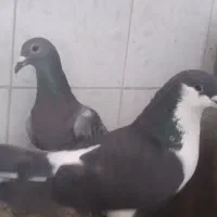 کبوتر