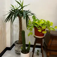 گل و گیاه