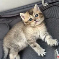 بریتیش بلک گلد