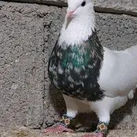کبوتر گمشده حتما بخونید
