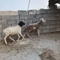 بره ماده ابستن ویک بره نر سالم وهیکلی قیمت جفت ۳۵