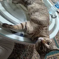 واگذاری گربه ماده