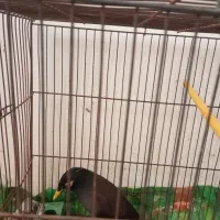 مرغ میناسخنگو