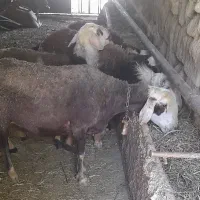 شیشک میش پلنگی