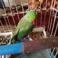 طوطی ملنگو نر جوان بالغ اماده