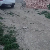 سگ ماده