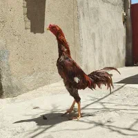 لاری