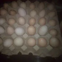 تخم مرغ محلی تازه