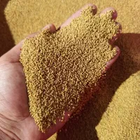 بذر موسوی