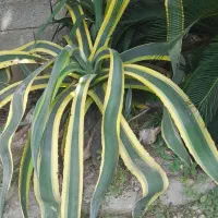 فروش گل وگیاه
