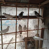 تعدادی کبوتر پرشی