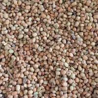 فروش لوبیا ریز دره شهر