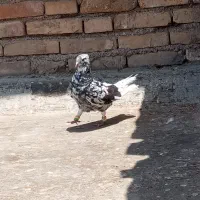 اشعل ماده و کوهی