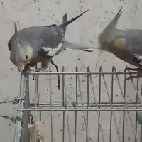 فروش عروس هلندی نرمه خور تازه دونه خور حلقه پا