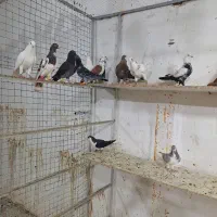 ۲۳عددهمه کفتربوم