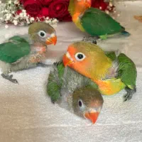 طوطی برزیلی