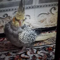 عروس هلندی