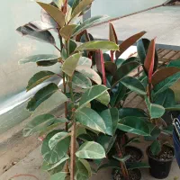 فیکوس پتوس زاموفیلیا