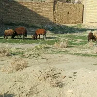 میش وقوچ وبرنروماده