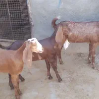 ۳عددبز