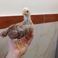 اسباب بازی گلین
