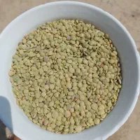 عدس دیمه