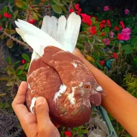 کبوتر پرشی جفت