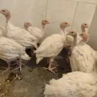 جوجه بوقلمون بیوتی۶