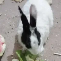 ۷۰۰